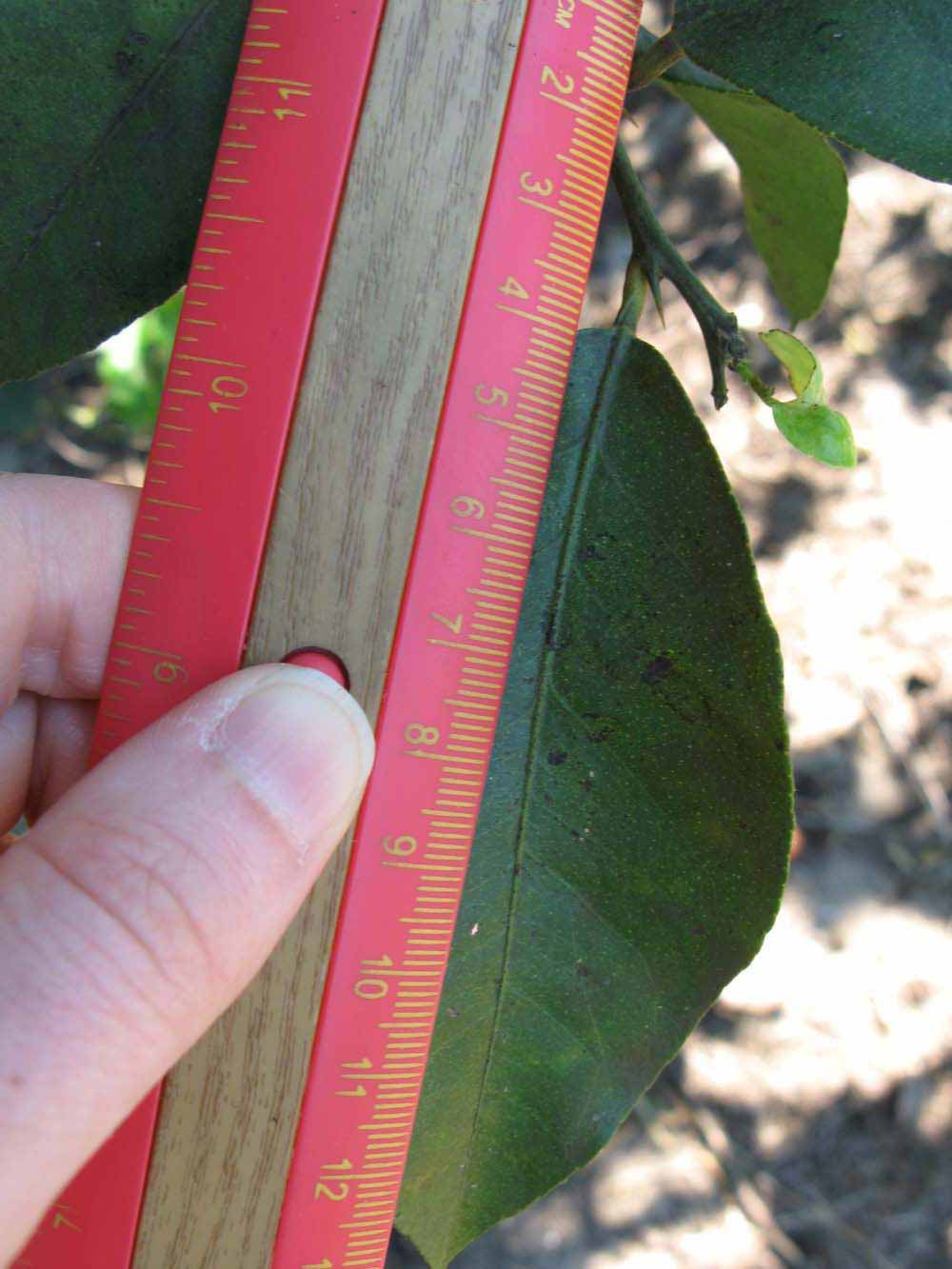              Unifoliolate leaf (Todo del Ano, Winter Haven, FL)       